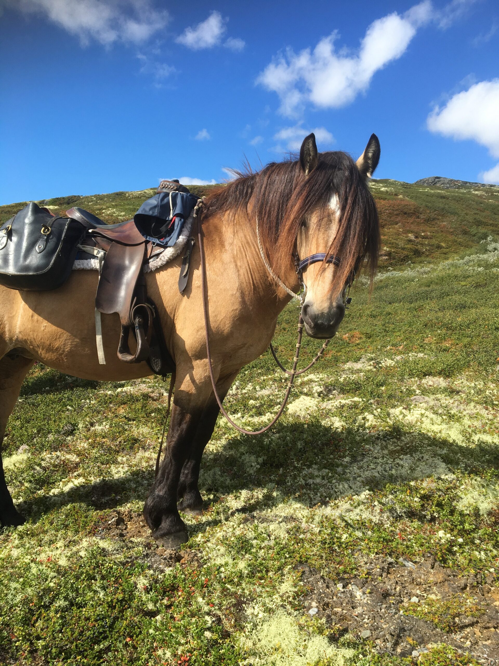 På hesteryggen i Rondane!